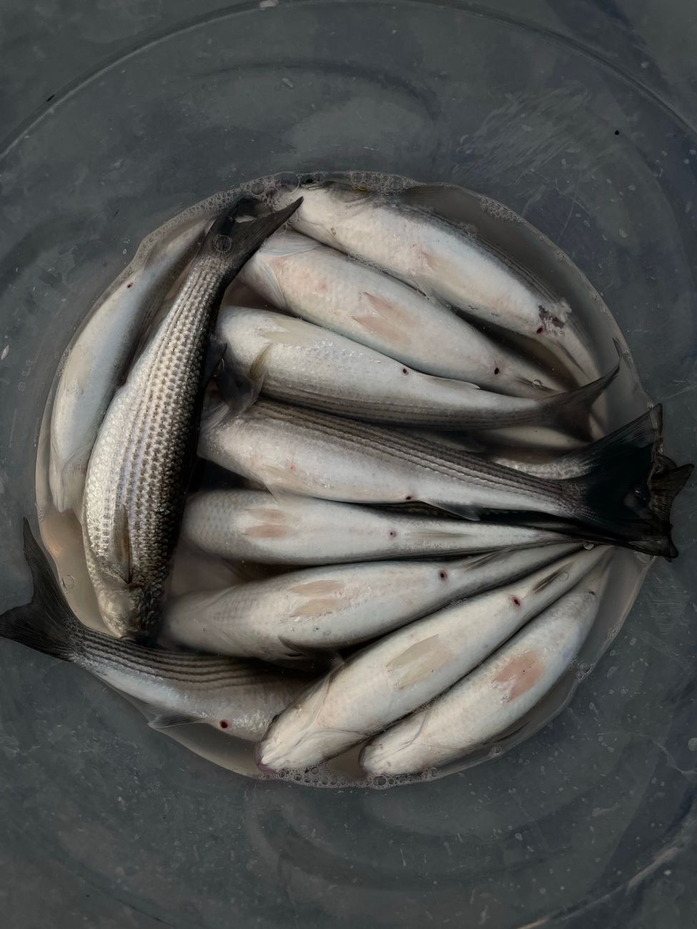 The Ultimate Guide to Fishing the Mullet Run in South Florida